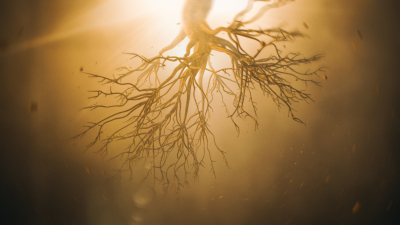 Still image of FSC Canada "Stand for Forests" by Good Form Studio