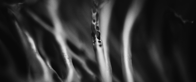 Still image of The Image of The Fox by Alec Iselin