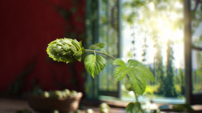 Still image of Sarbast Aroma – Resight's Cut by Resight Studio