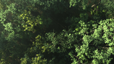 Still image of Cariuma: IBI Slip-on by Already Been chewed