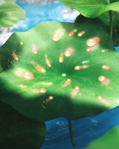 Still image of 2023 INNISFREE Green Holiday Edition by auv