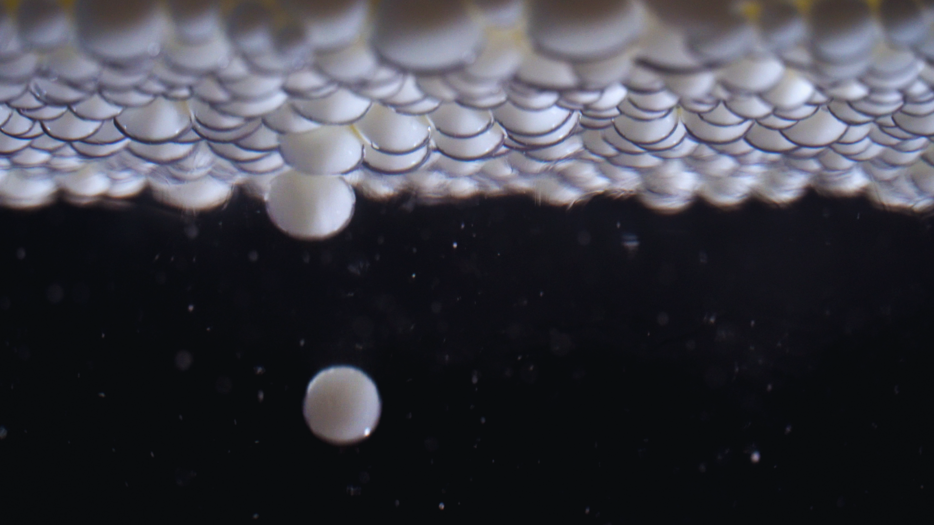 Confessions (2010) Title Sequence by Qi Qi, a nominee on Motion Design Awards