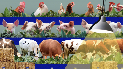 Still image of Consequences for Global Climate caused by Rainforest Destruction by navos create
