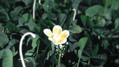 Still image of Spring Koto by Melanie Gohin