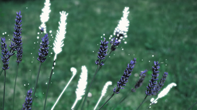 Still image of Spring Koto by Melanie Gohin