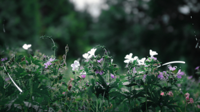 Still image of Spring Koto by Melanie Gohin