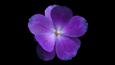 Still image of Kaminskyi Brand Elements by Peretiatko