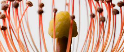 Still image of PETALS by DOT4