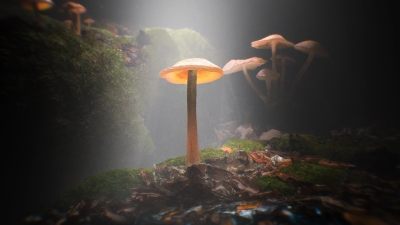 Still image of THE WANDERER by Savva Tsekmes