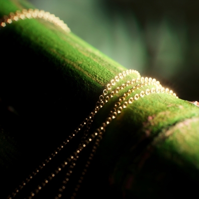 Still image of Golden Bamboo by Benoit Huguet