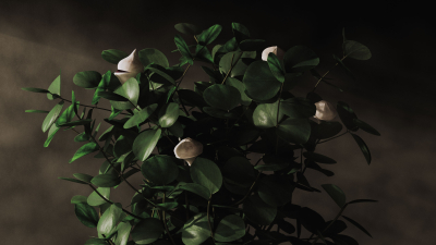 Still image of Metamorphosis by Alessandro Nobile